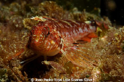 Face to face with a female Tripterygion delaisi.

Shot ... by Joao Pedro Tojal Loia Soares Silva 